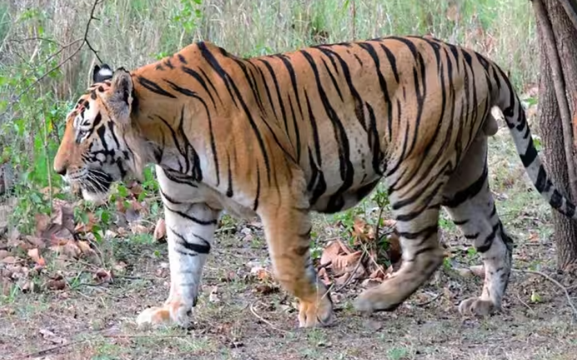 Uttarakhand: बाघ ने फिर एक महिला को बनाया अपना निवाला, गुस्साए ग्रामीणों ने रेंज अधिकारी को घेरा