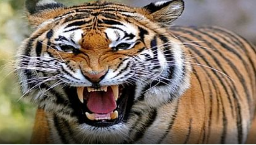 Uttarakhand: घास लेने गई महिला पर बाघ ने किया हमला, पहली बार चूका तो दोबारा झपटा