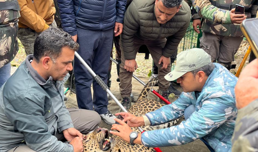 देहरादून में दहशत का पर्याय बना गुलदार पिंजड़े में कैद, दो मासूमों को बना चुका था निवाला, देखें वीडियो