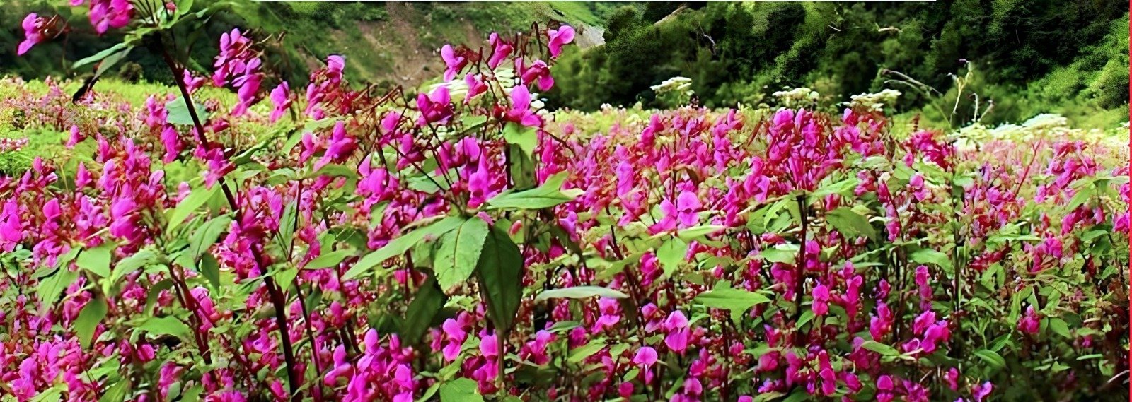 एक जून से पर्यटकों के लिए खुलेगी फूलों की घाटी