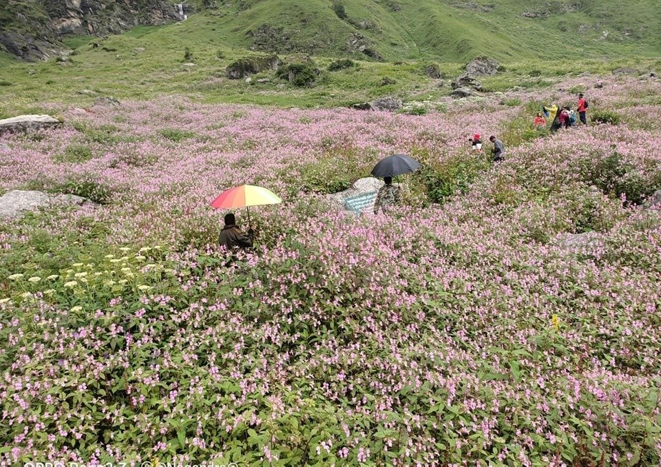 पर्यटकों के लिए खोल दी गई  फूलों की घाटी
