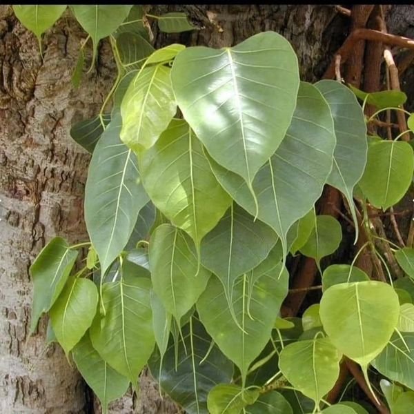 जब वायुमण्डल में रिफ्रेशर ही नहीं रहेगा तो बढ़ेगी गर्मी