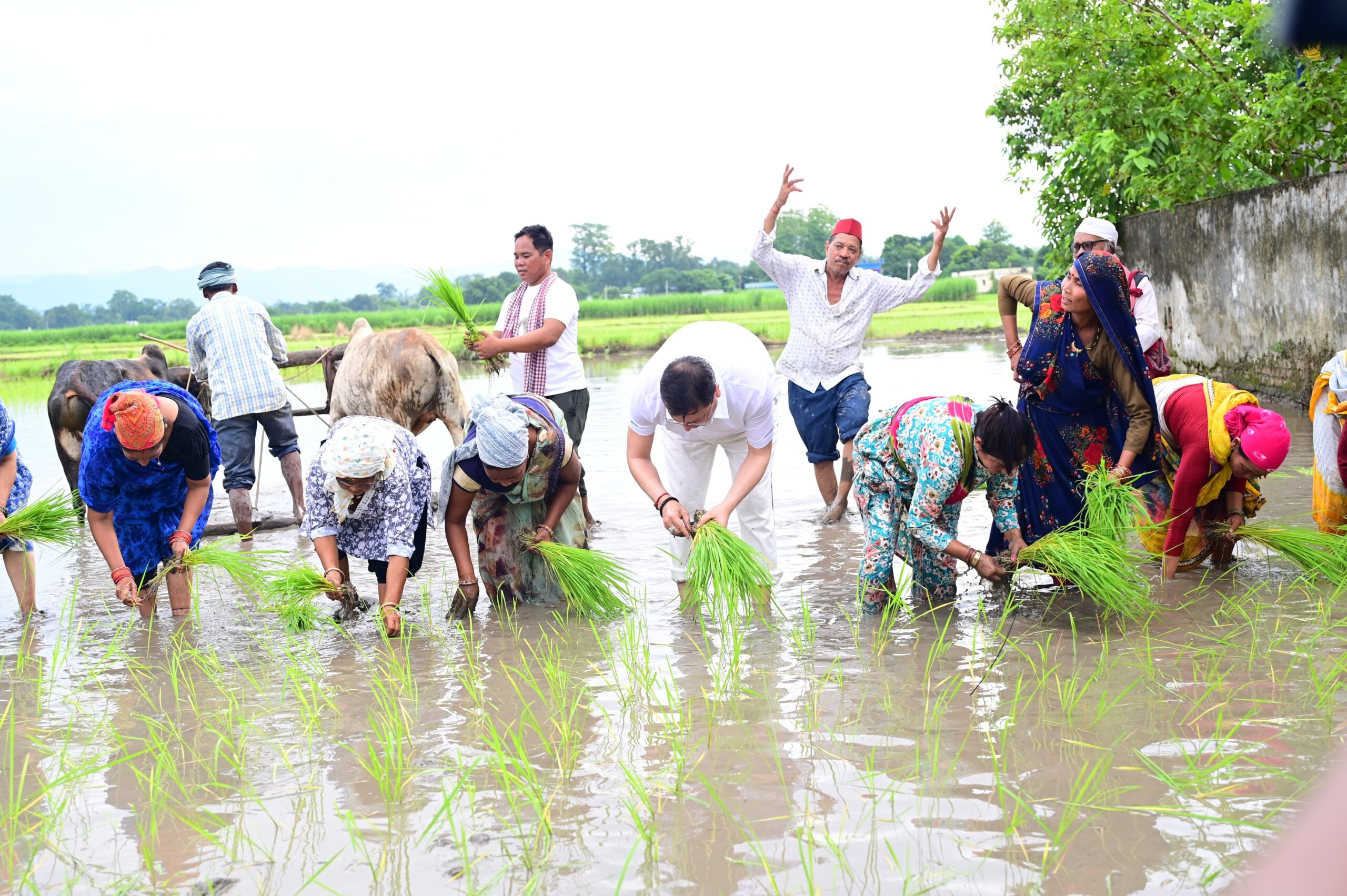 खेत में सीएम धामी: धान रोपाई कर अन्नदाताओं को दिया सम्मान..