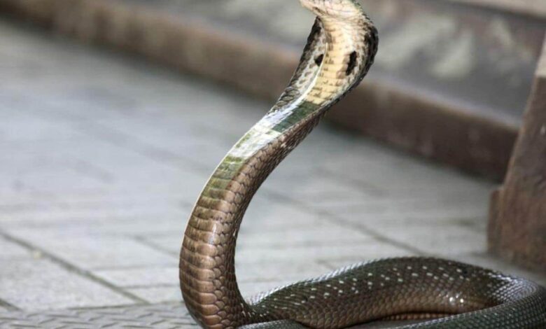 दहेज न मिलने पर पत्नी को साँप के साथ कमरे में किया कैद, कानपुर में शर्मनाक घटना