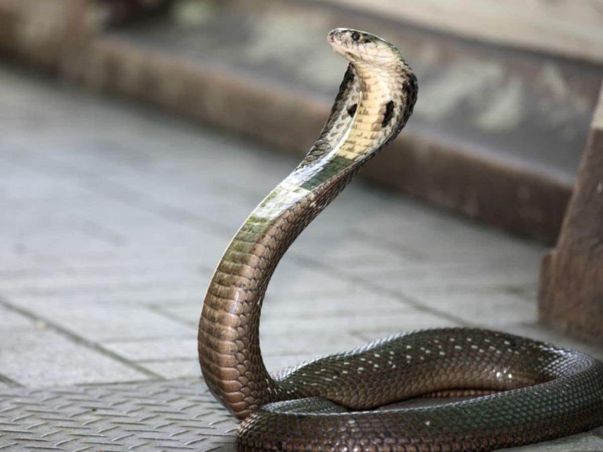 दहेज न मिलने पर पत्नी को साँप के साथ कमरे में किया कैद, कानपुर में शर्मनाक घटना